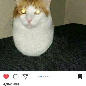 Meet your Posher, Chase